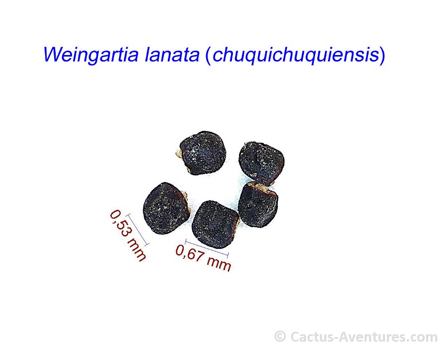 Weingartia lanata (chuquichuquiensis)